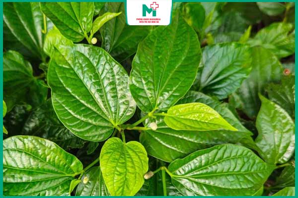 lá lốt trị ngứa