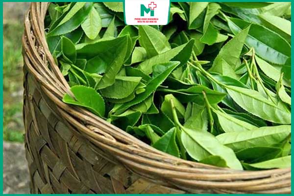 lá trà xanh