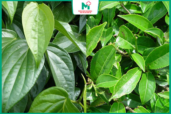 lá trầu không và chè xanh