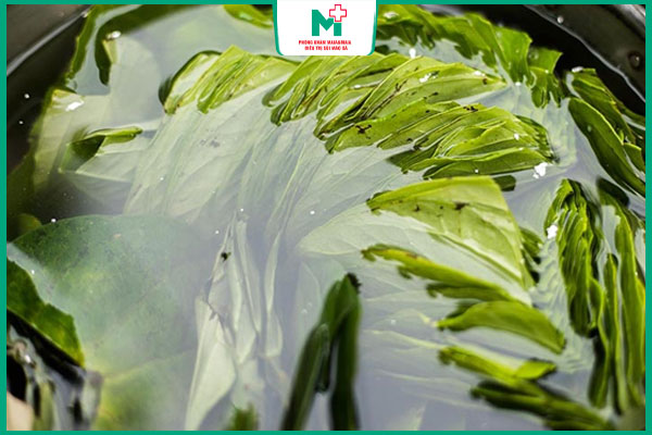 nước lá trầu không rửa vùng kín