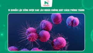 vi khuẩn lậu sống được bao lâu ngoài không khí