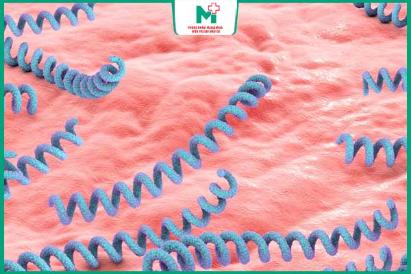 xoắn khuẩn giang mai dạng lò xo