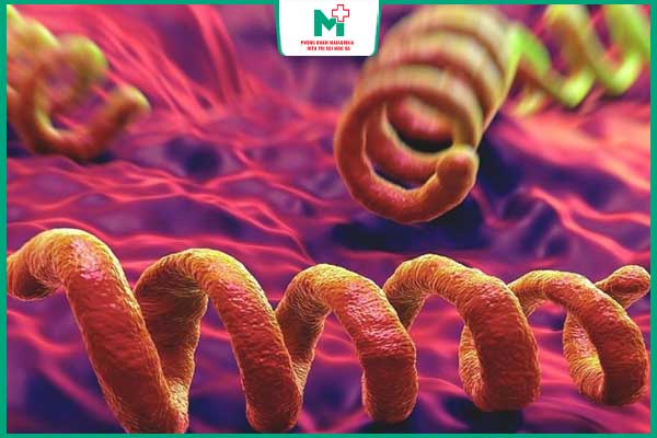 xoắn khuẩn Treponema pallidum