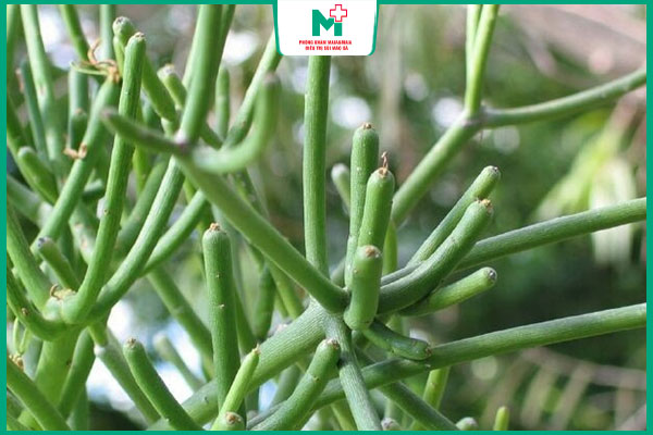 hoạt chất có trong cây xương cá