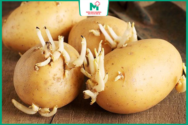 mầm khoai tây