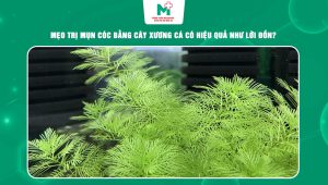trị mụn cóc bằng cây xương cá